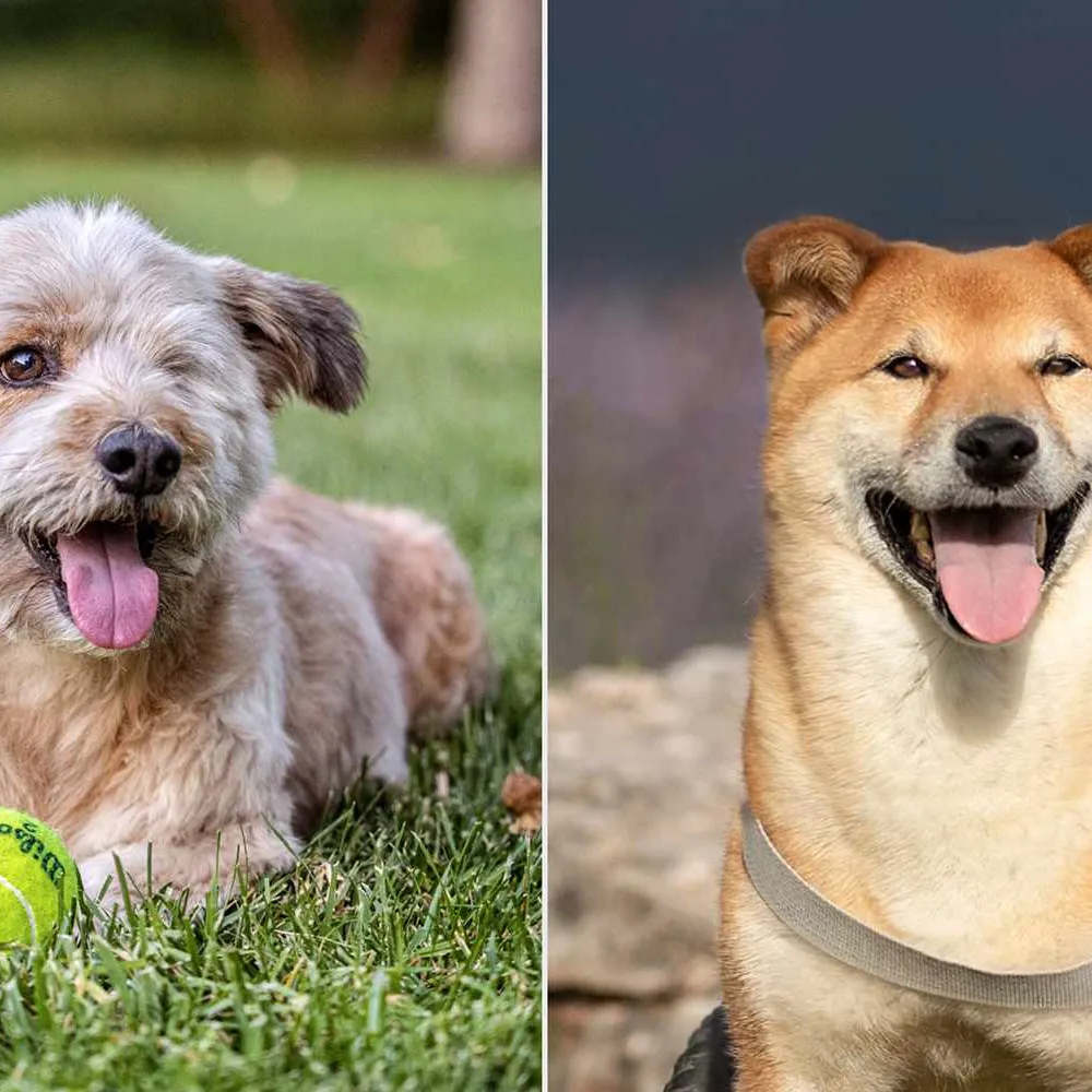 Betty White’s Namesake Dog Seeks Forever Home While Sally Struthers Reflects on Betty’s Legacy