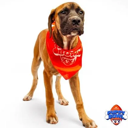 Puppy Bowl 2025 Set to Light Up Screens with Adorable Furry Competitors